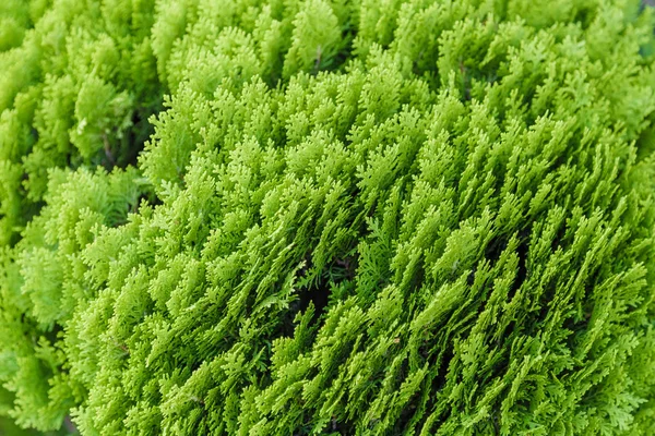 Green leaves of ornamental bushes in bright sun.