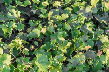 Arka plan doku yeşil yaprak yeşil yeşillik.