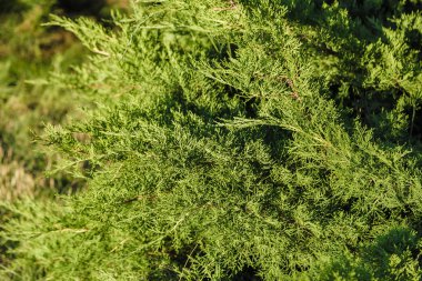 Parlak güneş süs çalıların, yeşil yaprakları.