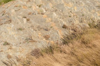 Kayaların üzerinde günbatımında büyüyen bitkiler.