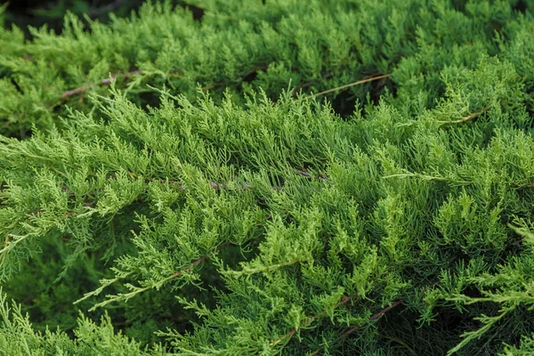 Groene bladeren van decoratieve struiken in felle zon. — Stockfoto