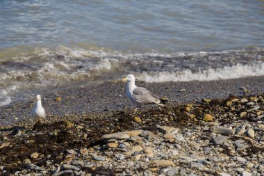 Martılar çakıl taşları ile kıyısında denizden balık yakalamak.
