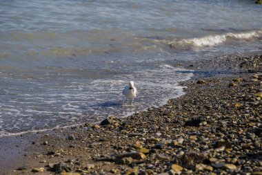 Martılar çakıl taşları ile kıyısında denizden balık yakalamak.