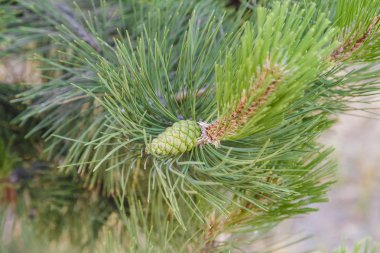 Güneşli bir günde, Çam iğneleri arka plan Çam iğneleri.