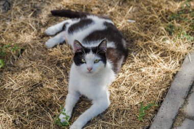 Kedi bronz çim üzerinde yalan
