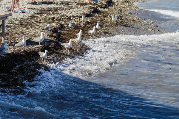 Gaivotas na costa com seixos capturam peixes do mar . — Fotografia de Stock