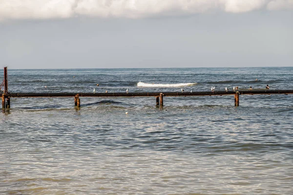 As gaivotas estão sentadas no cais que vai para o mar . — Fotografia de Stock