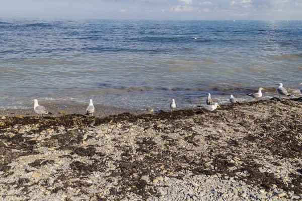 Gaivotas na costa com seixos capturam peixes do mar . — Fotografia de Stock