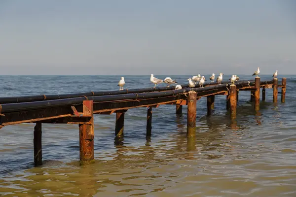 As gaivotas estão sentadas no cais que vai para o mar . — Fotografia de Stock