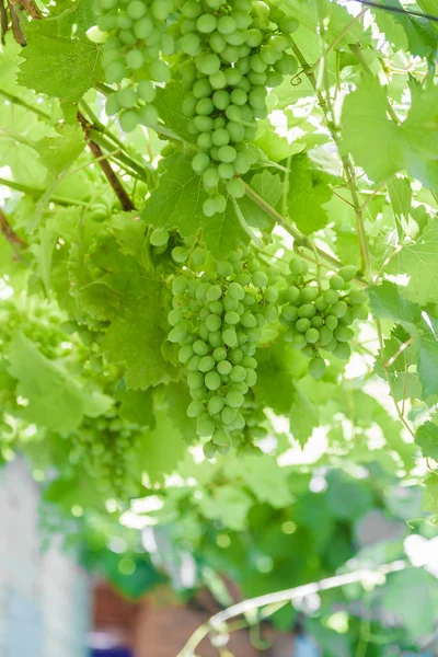 A branch of green grapes on a sunny day. — Stock Photo, Image