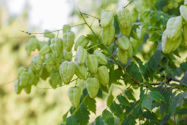 Cape bektaşi üzümü, taze Cape bektaşi üzümü Physalis peruviana onun ağaç, Cape bektaşi üzümü bahçede meyve.