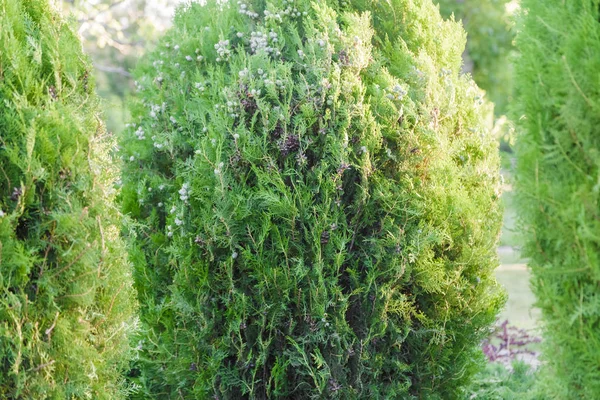 Decoratieve bomen in een bloeiende groene tuin. — Stockfoto