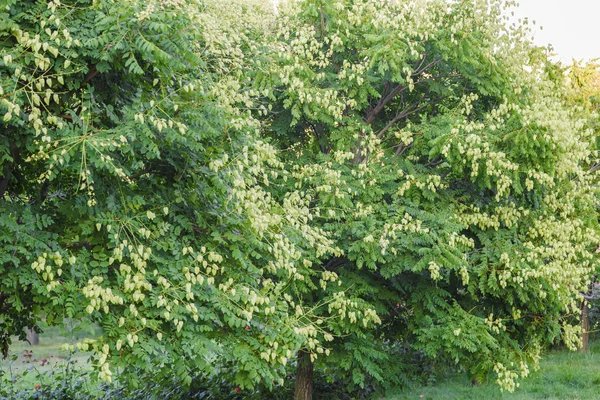 Cape groseille à maquereau, Cape fraîche groseille à maquereau Physalis peruviana Fruit sur son arbre, Cape groseille à maquereau dans le jardin . — Photo