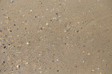 Deniz kabukları ile kum güneşli bir deniz kenarında.