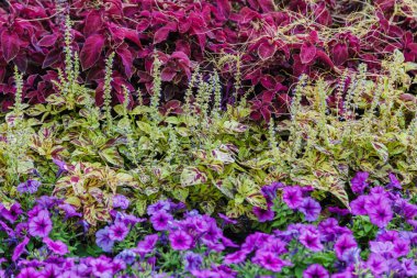 Bir çiçek yatak üzerine renkli çiçekli.