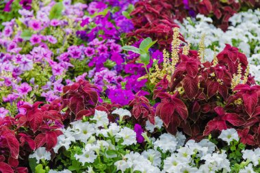 Bir çiçek yatak üzerine renkli çiçekli.