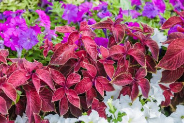 Bir çiçek yatak üzerine renkli çiçekli.