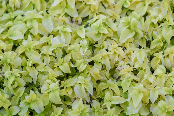 Flores brancas em um canteiro de flores em um dia ensolarado . — Fotografia de Stock