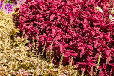 Bir çiçek yatak üzerine renkli çiçekli.