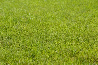 Botanik yeşil doğa çim arka plan bahçe alanı.
