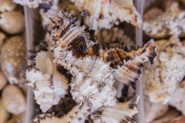 Kutusu kabukları denizden, taze okyanus.