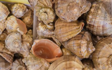Kutusu kabukları denizden, taze okyanus.