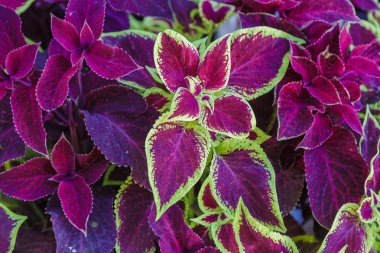 Coleus bitkisinin kırmızı ve yeşil yaprakları, Plectranthus scutellarioides.