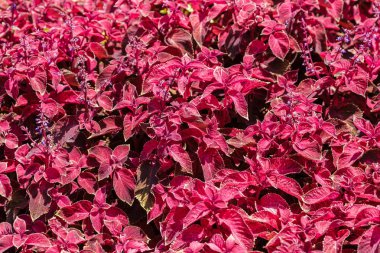 Coleus bitkisinin kırmızı ve yeşil yaprakları, Plectranthus scutellarioides.