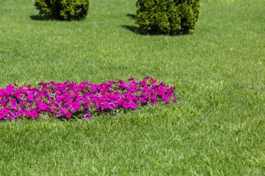 Bir çiçek yatak üzerine renkli çiçekli.