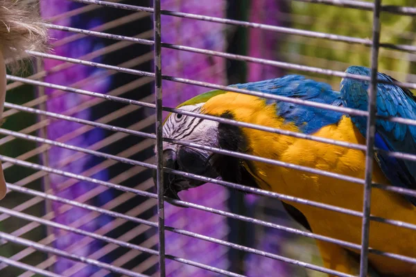 Großer bunter Papagei im weißen Käfig. — Stockfoto