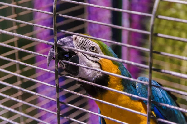 Grande papagaio colorido na gaiola branca . — Fotografia de Stock