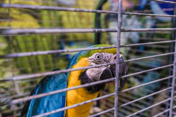 Big colorful parrot in the white cage. — Stock Photo, Image