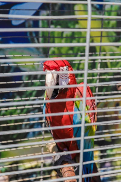 Grande papagaio colorido na gaiola branca . — Fotografia de Stock