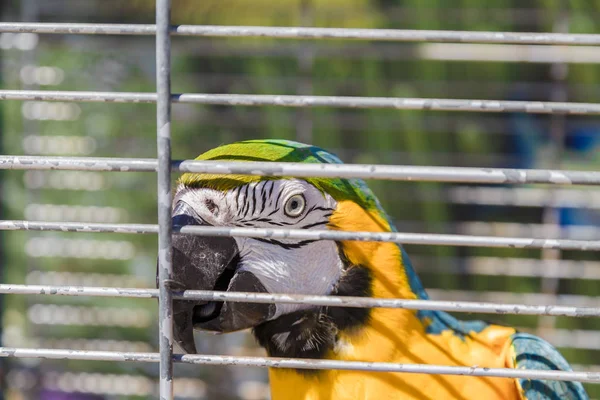 Großer Bunter Papagei Weißen Käfig — Stockfoto