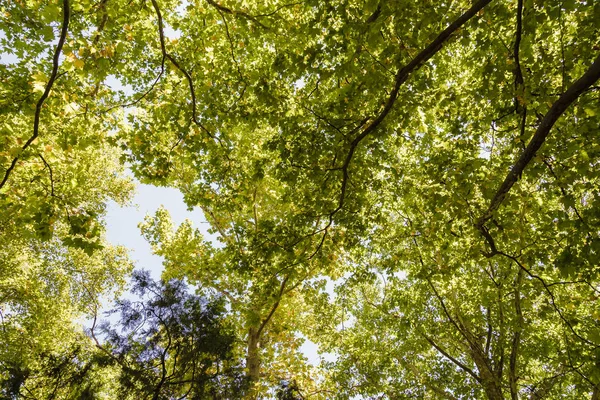 Corona de árbol verde contra el cielo . — Foto de Stock