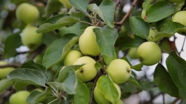 Güneşli bir günde bir ağaç üzerinde yeşil sulu elma.