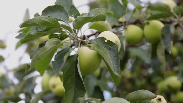 Groene sappige appels op een boom op een zonnige dag. — Stockvideo