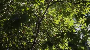 Doğa arka plan. Rüzgar ağacı yeşil üfleme ile güzel güneş bırakır. Güneş parlama ile bulanık soyut bokeh.
