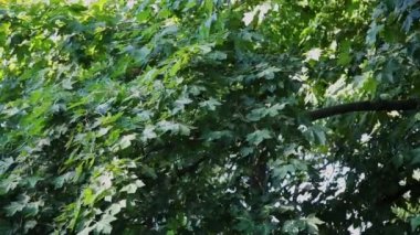 Doğa arka plan. Rüzgar ağacı yeşil üfleme ile güzel güneş bırakır. Güneş parlama ile bulanık soyut bokeh.