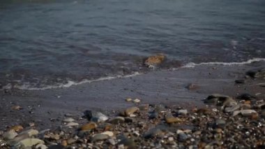 Dalgalar deniz karaya güneşli bir günde yüzmek.