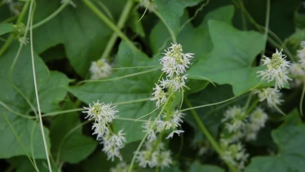 Fleurs blanches avec caméra de mouvement feuilles vertes . — Video