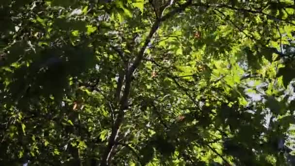 自然背景。美丽的阳光通过吹在风树绿色叶子。与太阳耀斑的模糊抽象景. — 图库视频影像