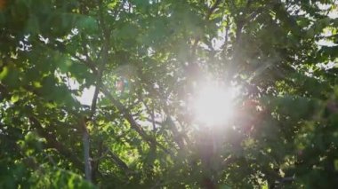 Doğa arka plan. Rüzgar ağacı yeşil üfleme ile güzel güneş bırakır. Güneş parlama ile bulanık soyut bokeh.