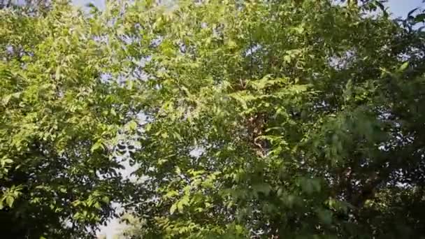 Achtergrond van de natuur. Mooie glans van de zon door het blazen op wind boom groene bladeren. Wazig abstracte bokeh met zon flare. — Stockvideo