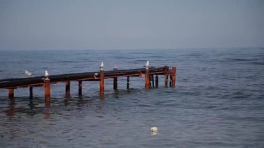 Güneşli bir deniz Sahil Martı.