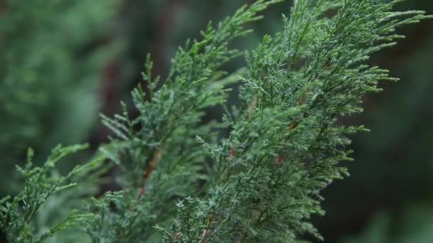 Branches of an ornamental plant on a sunny day. — Stock Video