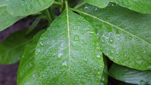 Groen blad met water drops natuur achtergrond beeldmateriaal. Een levendige, groene blad in macro close-up met waterdruppeltjes na de regen. — Stockvideo