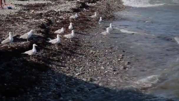 Las gaviotas capturan peces en la orilla del mar . — Vídeos de Stock