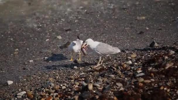 Seagulls catch fish on the seashore. — Stock Video