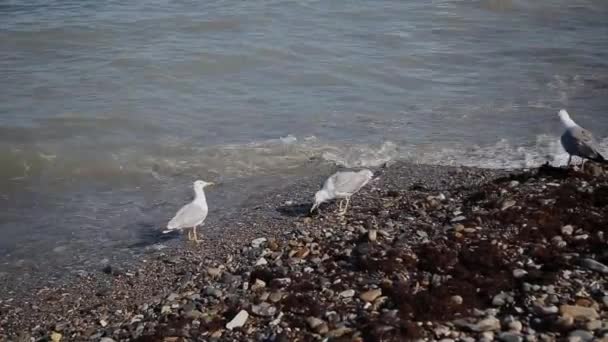 Seagulls catch fish on the seashore. — Stock Video